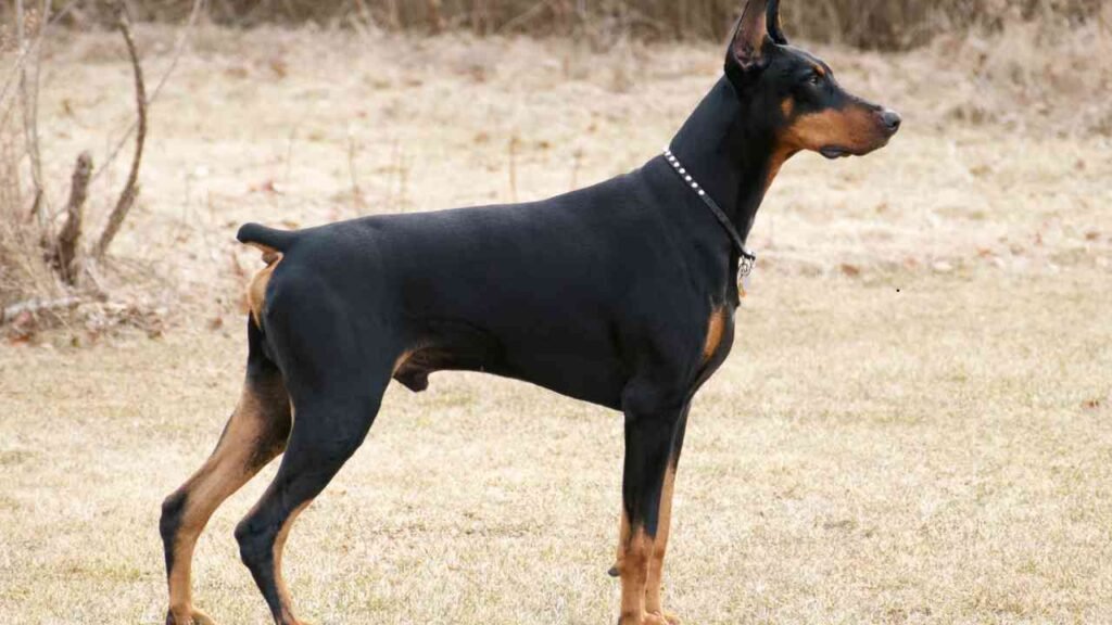 Doberman Pinscher