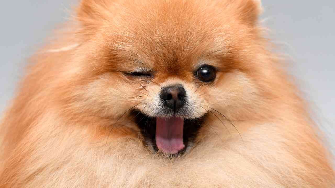 Pomeranian