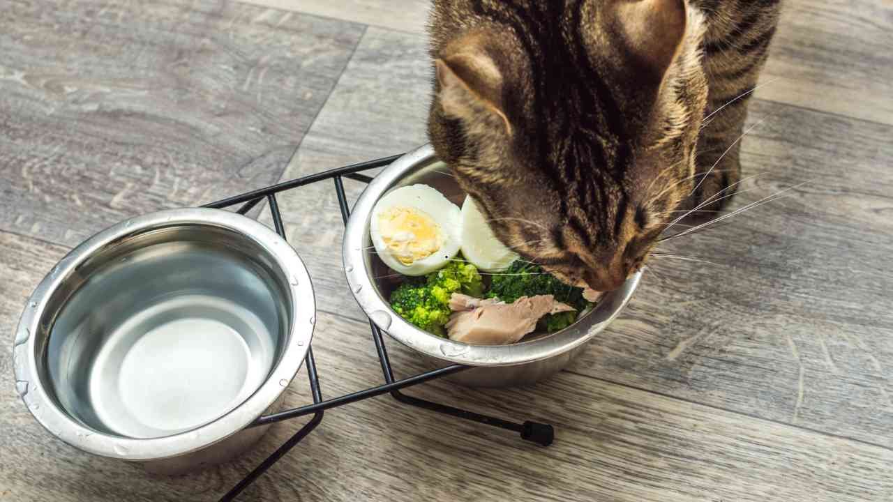 Homemade Cat Food